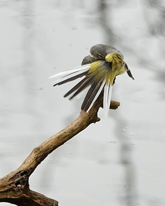 grey wagtail